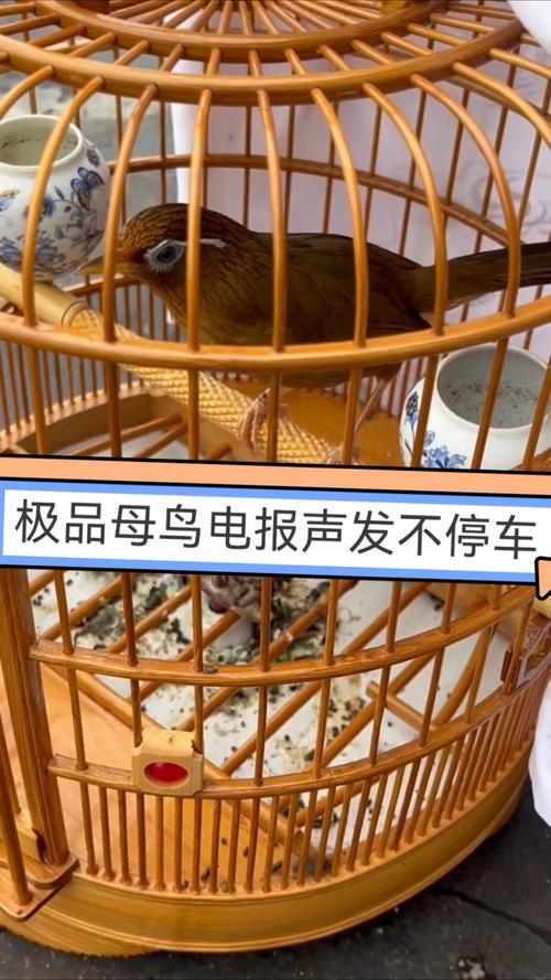 电报视频、母鸟发电报视频