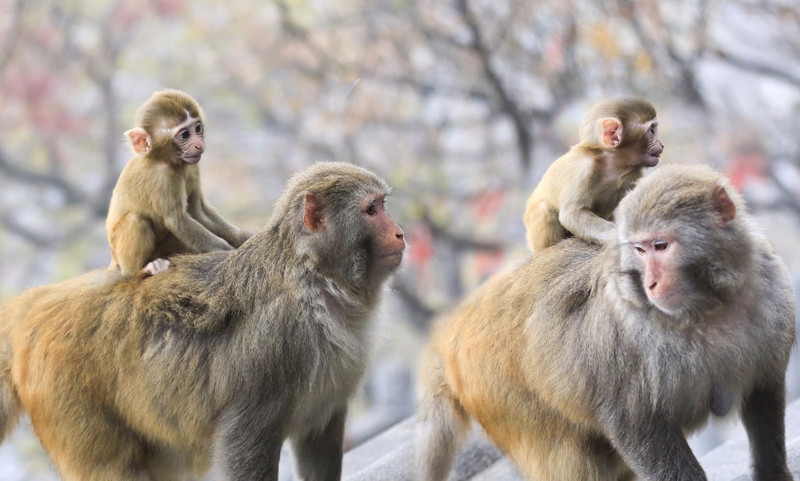 花果山电报猴无消音视频-孙悟空骂人原版视频无消音