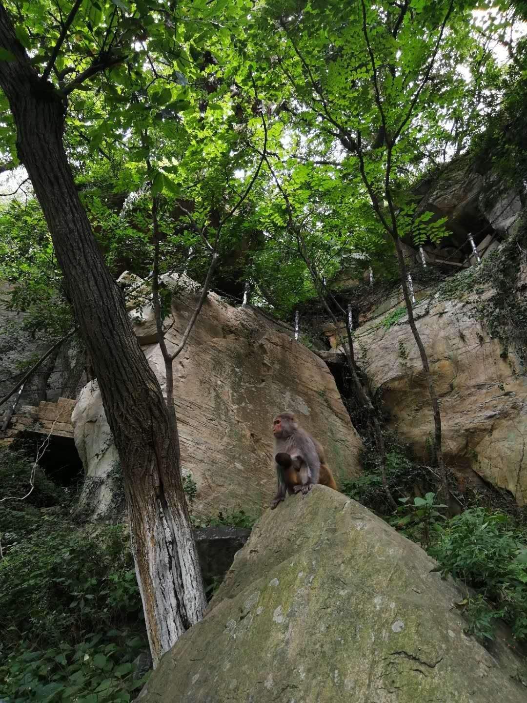 花果山电报猴原视频无消音-花 果 山 电 报 员