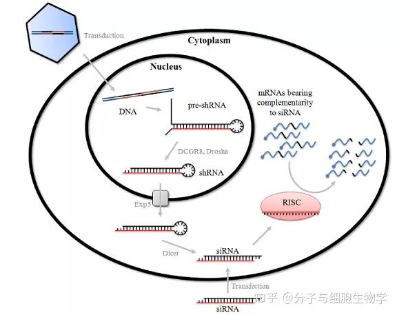 包含小狐狸钱包里面的RNA基因链是做什么的的词条