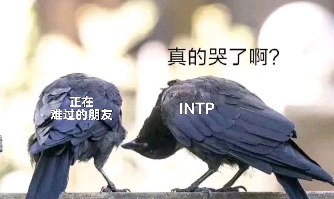 imtp型人格、imtp型人格官方